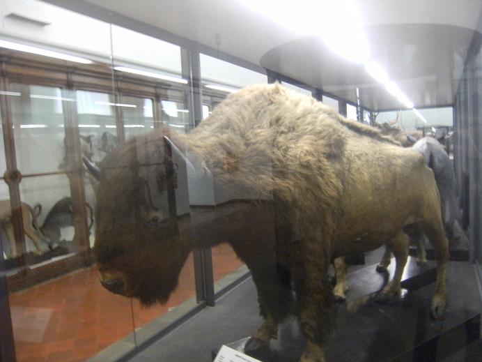 Museo regionale di scienze naturali (Torino)